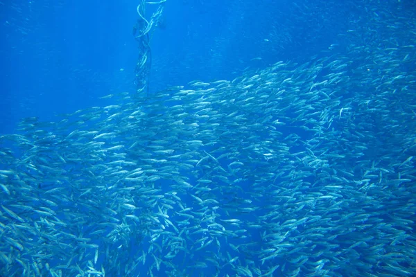 Sardinenkarussell Blauem Meerwasser Großaufnahme Riesige Fischschule Unterwasser Foto Pelagische Fische — Stockfoto
