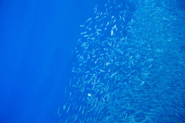 Sardine Kolonie Blue Sea Water Close Massale Vis School Onderwater — Stockfoto