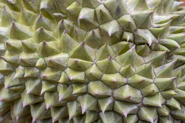 Tropical fruit durian spiky peel closeup photo. Durian skin texture with hard spikes. Sharp needle on exotic fruit skin. Durian package design. Tropical fruit macro photo. Unusual natural texture