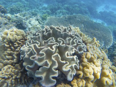 Renkli mercan resif oluşumu çeşitlilik. Mercan resif sualtı fotoğraf. Dalış veya dalış tropik deniz kıyısında. Denizaltı yaban hayatı mercan resif ve deniz hayvanları. Deniz altındaki manzara. Oceanic fauna