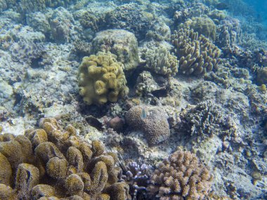 Mercan kayalığı çeşitlilik ve tropikal balıklar. Mercan resif sualtı fotoğraf. Dalış veya dalış tropik deniz kıyısında. Denizaltı yaban hayatı mercan resif ve deniz hayvanları. Deniz altındaki manzara. Oceanic fauna