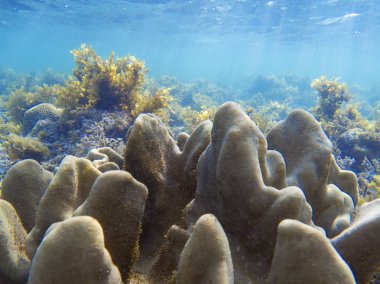 Mercan oluşumu güneş ışığı altında mavi su yoluyla. Mercan resif sualtı fotoğraf. Dalış veya dalış tropik deniz kıyısında. Denizaltı yaban hayatı mercan resif ve deniz hayvanları. Sıcak deniz alt yatay