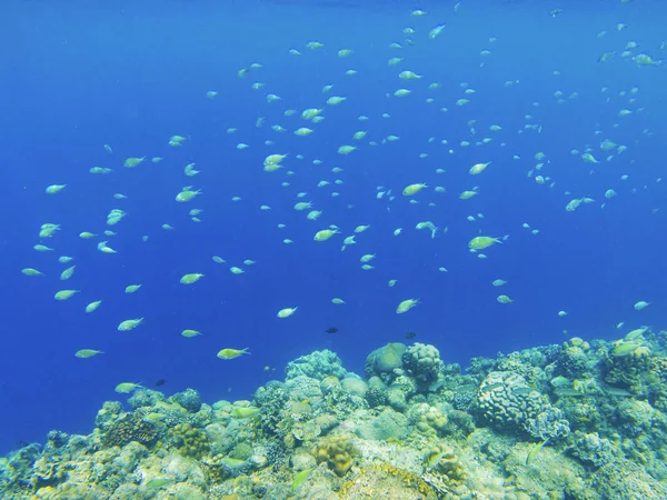 Coral fishes in blue water over coral reef wall. Coral reef underwater photo. Tropical sea shore snorkeling or diving. Undersea wildlife of coral reef and marine animals. Deep sea bottom landscape