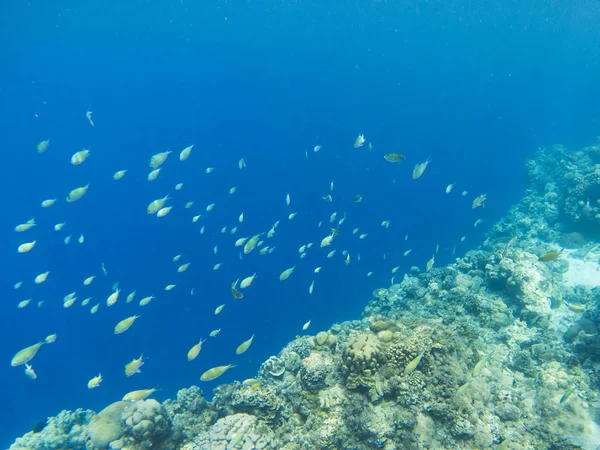热带鱼在蓝色海水中上学 珊瑚礁水下照片 热带海滨浮潜或潜水 海底的珊瑚礁和海洋动物的野生动物 海底景观 海洋深渊 — 图库照片
