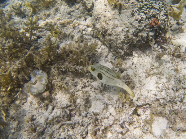 Csíkos Gömbhal Sekély Tenger Vizében Coral Reef Víz Alatti Fénykép — Stock Fotó