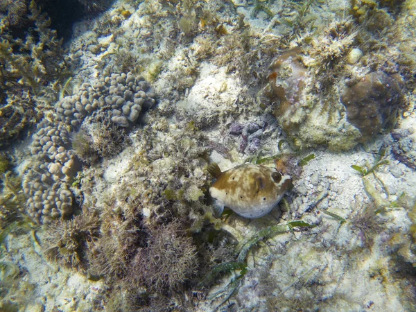 Hodowla Kolcobrzuch Płytkiego Morza Zdjęcia Podwodne Rafy Koralowej Shore Tropikalne — Zdjęcie stockowe