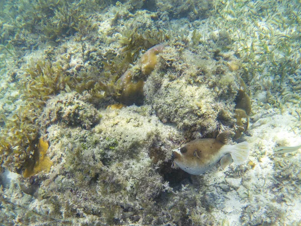 Criando Ninho Peixe Balão Mar Raso Recife Coral Foto Subaquática — Fotografia de Stock