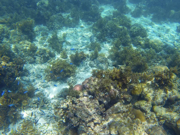 Blue neon fish school in coral reef. Coral reef underwater photo. Tropical sea shore snorkeling or diving. Undersea wildlife of coral reef and marine animals. Sea bottom landscape. Oceanic fauna