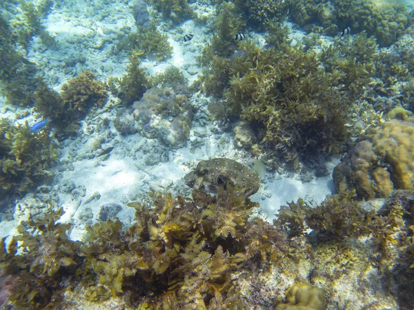 Pez Globo Manchado Cerca Arrecife Coral Foto Submarina Buceo Snorkel —  Fotos de Stock