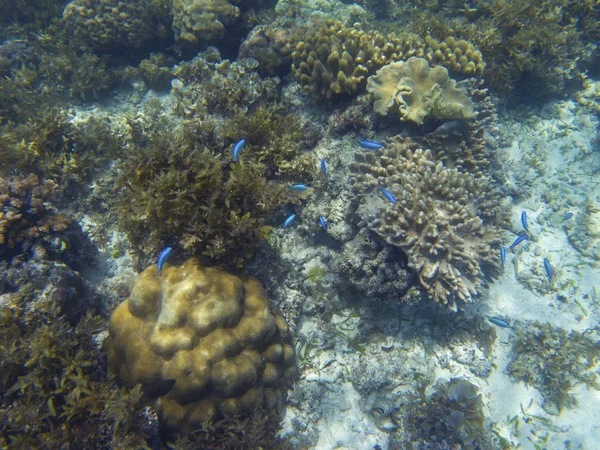 Neon Μπλε Τροπικά Ψάρια Στον Κοραλλιογενή Ύφαλο Υποβρύχια Φωτογραφία Κοραλλιογενή — Φωτογραφία Αρχείου