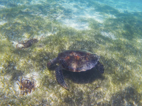 Sea turtle in tropical seashore, underwater photo of marine wildlife. Sea turtle eats seaweed. Marine turtle undersea closeup. Wild animal of tropic sea. Oceanic environment. Endangered species