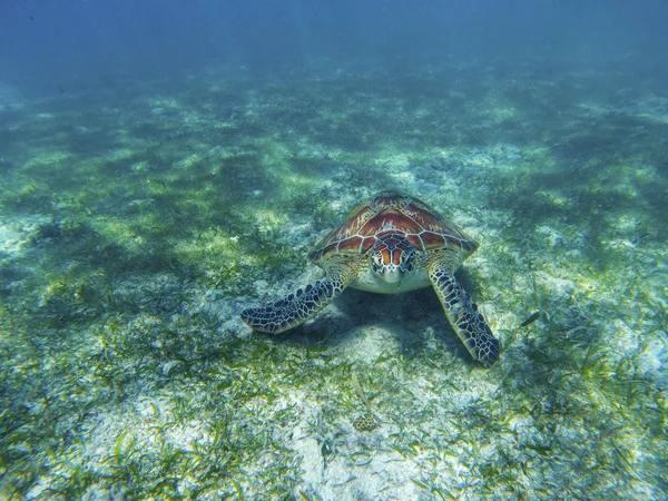 Sea turtle in tropical seashore, underwater photo of marine wildlife. Sea turtle on sea bottom. Marine turtle undersea closeup. Wild animal of tropic sea. Oceanic environment. Endangered species