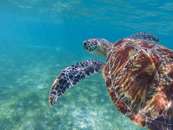Deniz Kaplumbağası Tropik Sahil Deniz Yaban Hayatı Sualtı Fotoğraf Içinde — Stok fotoğraf