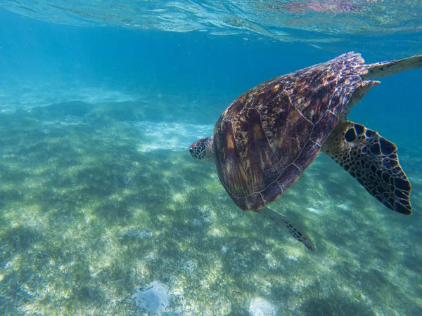 Sea turtle in tropical seashore, underwater photo of marine wildlife. Sea tortoise diving. Marine turtle undersea closeup. Wild animal of tropic sea. Oceanic environment. Endangered species