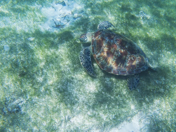 Sea turtle in tropical seashore, underwater photo of marine wildlife. Sea turtle feeding habit. Marine turtle undersea closeup. Wild animal of tropic sea. Oceanic environment. Endangered species