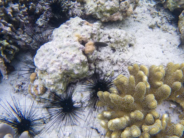 Erizos Marinos Los Arrecifes Coral Arrecife Coral Foto Submarina Buceo — Foto de Stock