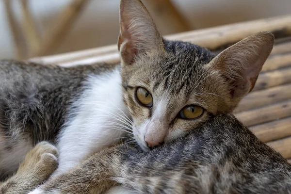 Uykulu Kedi Yavrusu Kardeş Üzerinde Yatıyor Cat Portre Fotoğraf Rüya — Stok fotoğraf