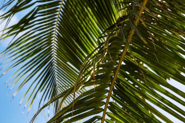 Mavi gökyüzü arka plan üzerinde kabarık yeşil palmiye yaprağı. Tropikal detay fotoğraf rahatlatıcı. Tatil için egzotik bir yer. Yaz tatil kaçış yeri. Güneşli tropik cenneti coco palm ağacı afiş şablon