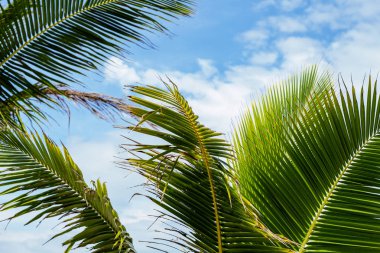 Mavi gökyüzü arka plan üzerinde kabarık yeşil palmiye yaprağı. Canlı tropikal Peyzaj fotoğraf. Tatil için egzotik bir yer. Yaz tatil kaçış yeri. Güneşli tropik cenneti coco palm ağacı afiş şablon