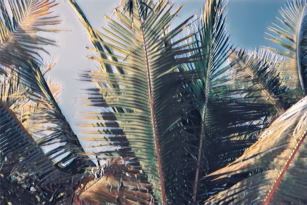 Blurry Palm Leaf Blue Sky Tropical Nature Faded Landscape Coco — Stock Photo, Image