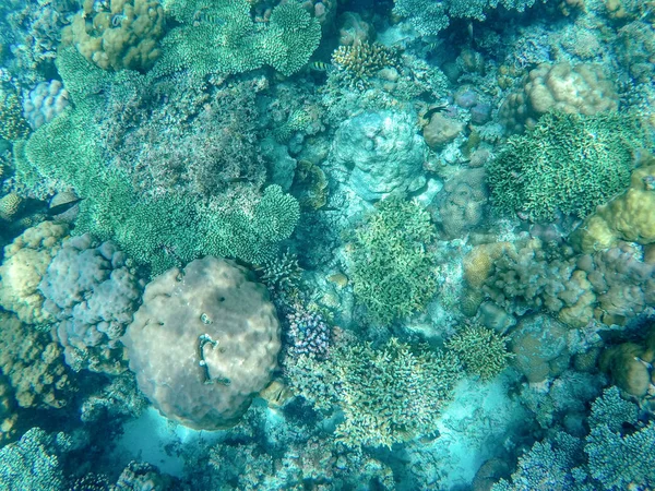 Tropiska Hav Korallrev Landskap Turkost Vatten Coral Reef Undervattensfoto Tropiska — Stockfoto