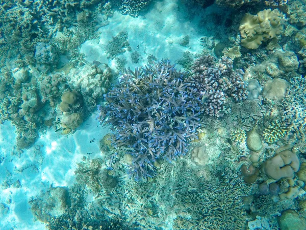 紫サンゴと熱帯の海のサンゴ礁風景です サンゴ礁の水中写真 熱帯海岸シュノーケ リングやダイビングします サンゴ礁や海洋動物の海底の野生動物 海の底の風景 — ストック写真