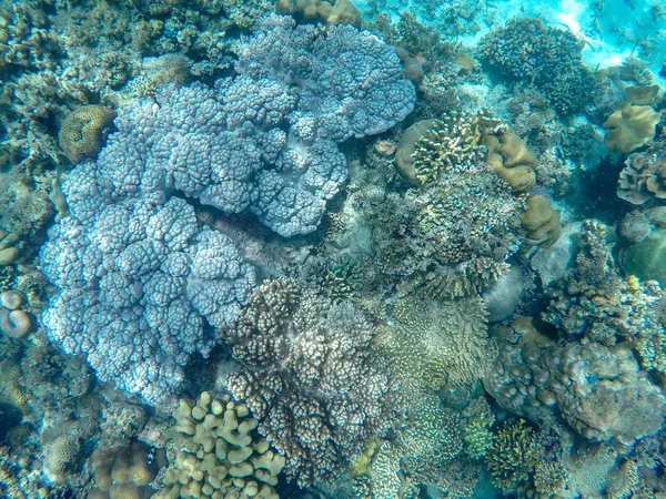 Tropiska Hav Korallrev Landskap Med Hårda Koraller Coral Reef Undervattensfoto — Stockfoto