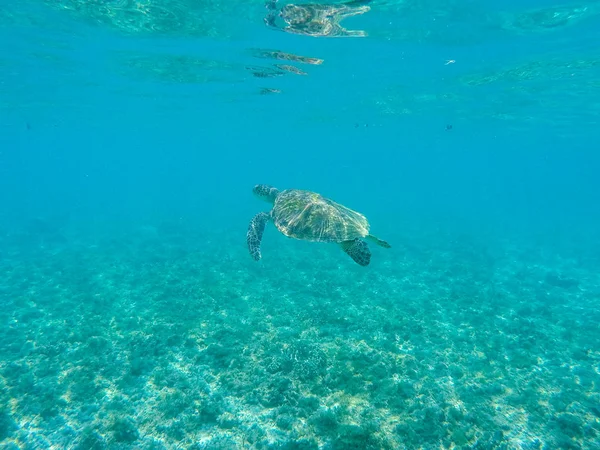 Sea turtle in shallow water. Coral reef animal underwater photo. Marine tortoise undersea. Green turtle in natural environment. Marine animal underwater. Tropical seashore. Oceanic animal portrait