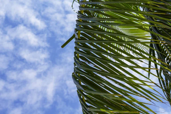 Hoja Palma Verde Esponjosa Sobre Fondo Azul Del Cielo Paisaje —  Fotos de Stock