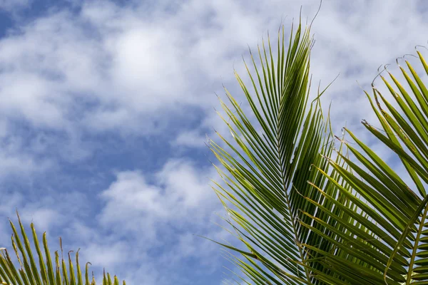 Fluffy green palm leaf on blue sky background. Relaxing tropical landscape photo. Exotic place for vacation. Summer holiday escape destination. Sunny tropical paradise coco palm tree banner template