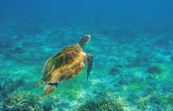 Sea turtle in ocean waters. Coral reef animal underwater photo. Marine tortoise undersea. Green turtle in natural environment. Marine animal underwater. Tropical seashore. Oceanic animal portrait