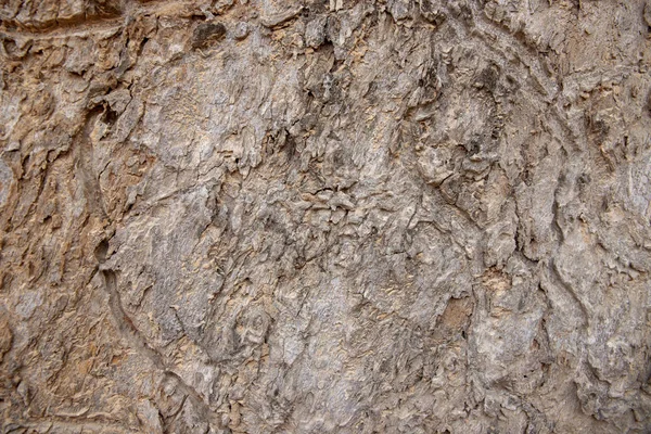 Grunge Old Tree Bark Texture Grey Wooden Bark Closeup Weathered — Stock Photo, Image