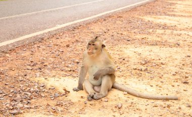 Maymun tozlu yol üstünde. Güney Asya otoyol ve vahşi hayvan. Tropikal orman safari. Vahşi maymun turistler için poz veriyor. Asya park macera. Şempanze portre. Vahşi orman hayvan road yakınındaki