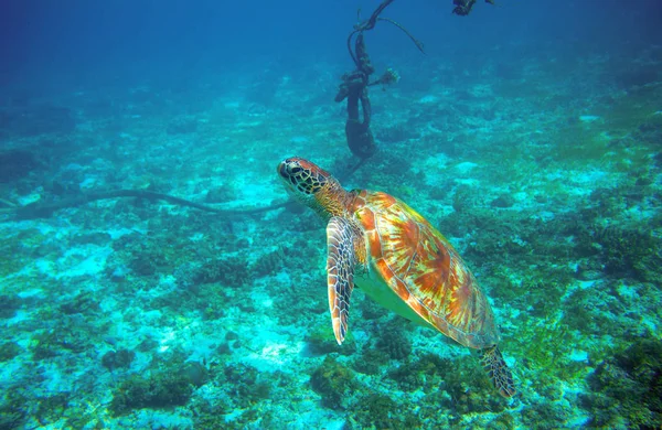 Tekne çapa yakınındaki deniz kaplumbağası. Mercan kayalığı hayvan sualtı fotoğraf. Deniz kaplumbağa denizaltı. Yeşil Kaplumbağa doğal ortamda. Deniz hayvan su altında. Tropikal deniz kıyısı. Oceanic hayvan portre