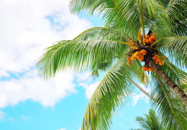 Fluffy green palm tree crown on blue sky background. Tropical paradise photo. Coco palm tree top view. Sunny skyscape with palm leaf. Exotic bounty island banner template. Summer vacation card