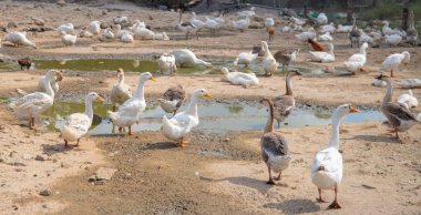 Yerli kuş çiftliği mera. Beyaz ve gri kaz açık. Kürekler su kuş ile mera toprak. Şirin kaz sürüsü. Tuhaf çiftlik hayvanları. Rustik çiftlik kaz sürüsü ve ördek mafya. Kırsal tarım.