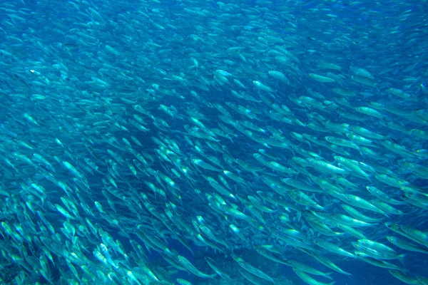 Szardínia Halak Rengeteg Nyílt Óceán Ezüst Hal Víz Alatti Fénykép — Stock Fotó