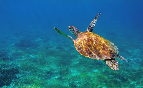 Sea turtle in ocean closeup. Tropical sea animal underwater photo. Marine tortoise undersea. Green turtle in natural environment. Marine animal underwater. Tropical seashore. Oceanic animal portrait