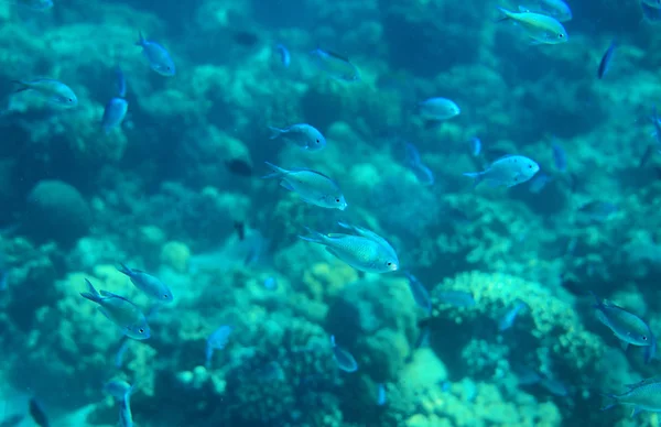 Sardine school in coral reef. Coral reef underwater photo. Mackerel shoal. Tropical seashore snorkeling or diving. Undersea wildlife. Coral reef and marine animal. Sea bottom scene with coral fish