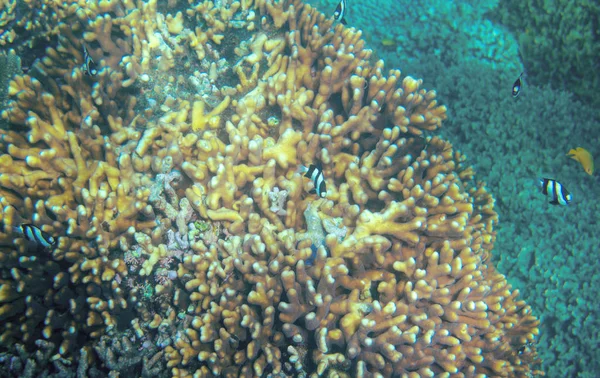 Gele Koraal Tropische Vissen Dascillus Vis Kolonie Coral Reef Onderwater — Stockfoto