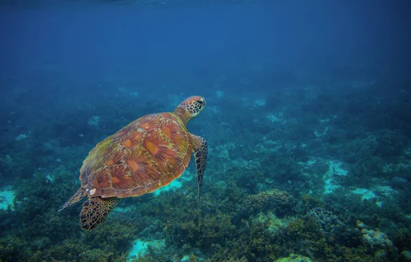 Sea turtle in ocean waters. Exotic sea animal underwater photo. Marine tortoise undersea. Green turtle in natural environment. Marine animal underwater. Tropical seashore. Oceanic animal portrait