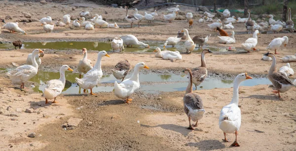 Domestic bird farm pasture. White and grey goose outdoor. Soil pasture with paddles for water bird. Cute goose flock. Curious farm animals. Gaggle and duck mob of rustic farm. Countryside agriculture.