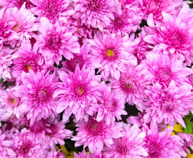 Pembe daisy portre. Romantik çiçek doku fotoğraf. Yeşil yaprakları gül çiçeklenir. Pembe çiçekli romantik banner şablon. St Sevgililer günü kartı zemin. Düğün çiçek aranjman. Çiçek buketi