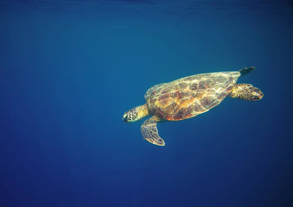 Marine turtle in ocean waters. Coral reef animal underwater photo. Marine tortoise undersea. Green turtle in natural environment. Marine animal underwater. Tropical seashore. Oceanic animal portrait