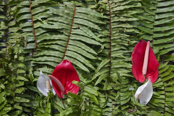 Tropical flower and fern leaves closeup. Exotic floral texture photo. Romantic banner template with tropical flower. St Valentine card backdrop. Wedding floral arrangement. Red white blossom bouquet