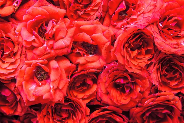Röd Ros Blomma Konsistens Pulserande Blommiga Kronblad Foto Rosa Blommor — Stockfoto