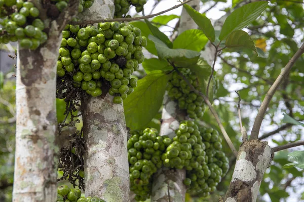 Tropik Ağaç Beyaz Gövde Yeşil Çilek Closeup Fotoğraf Ile Jabuticaba — Stok fotoğraf