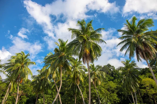 Green palm trees on blue sky background. Fluffy palm crown photo wallpaper. Exotic place for vacation. Summer holiday escape destination. Sunny tropical paradise. Coco palm tree banner template