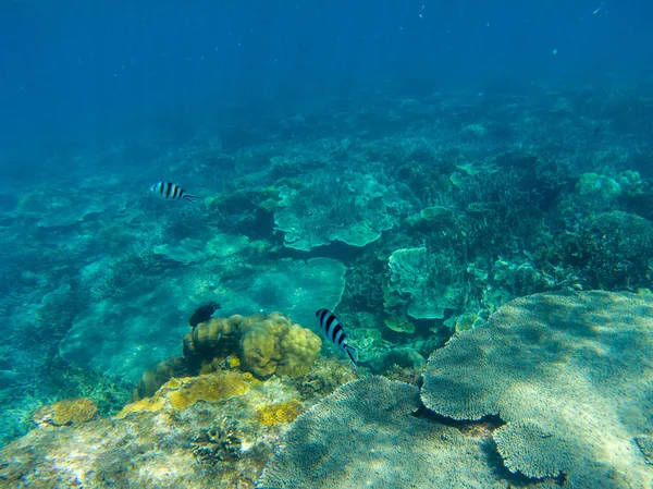 Trópusi Halak Korallzátonyon Trópusi Tengerparti Fotó Víz Alatt Korallhalak Vad — Stock Fotó