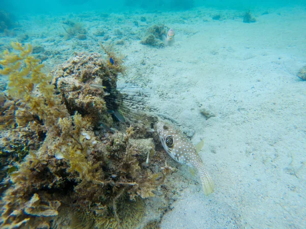 Pez Globo Coral Joven Foto Submarina Tropical Coral Fish Puffer — Foto de Stock